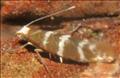 0409a (20.005) Argyresthia trifasciata